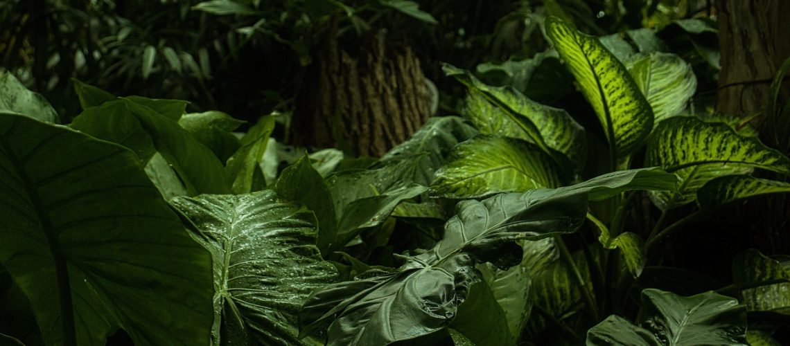 forest-6761846_1280